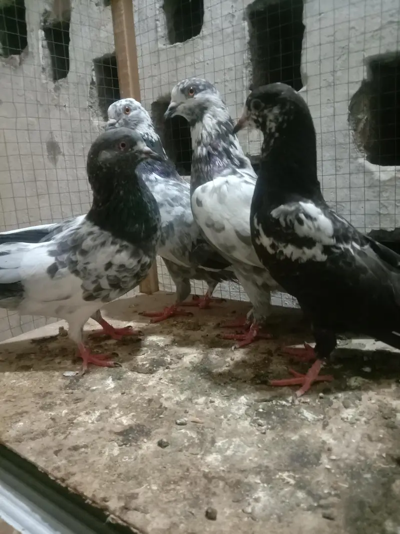 6 pigeon up for sale — photo 7
