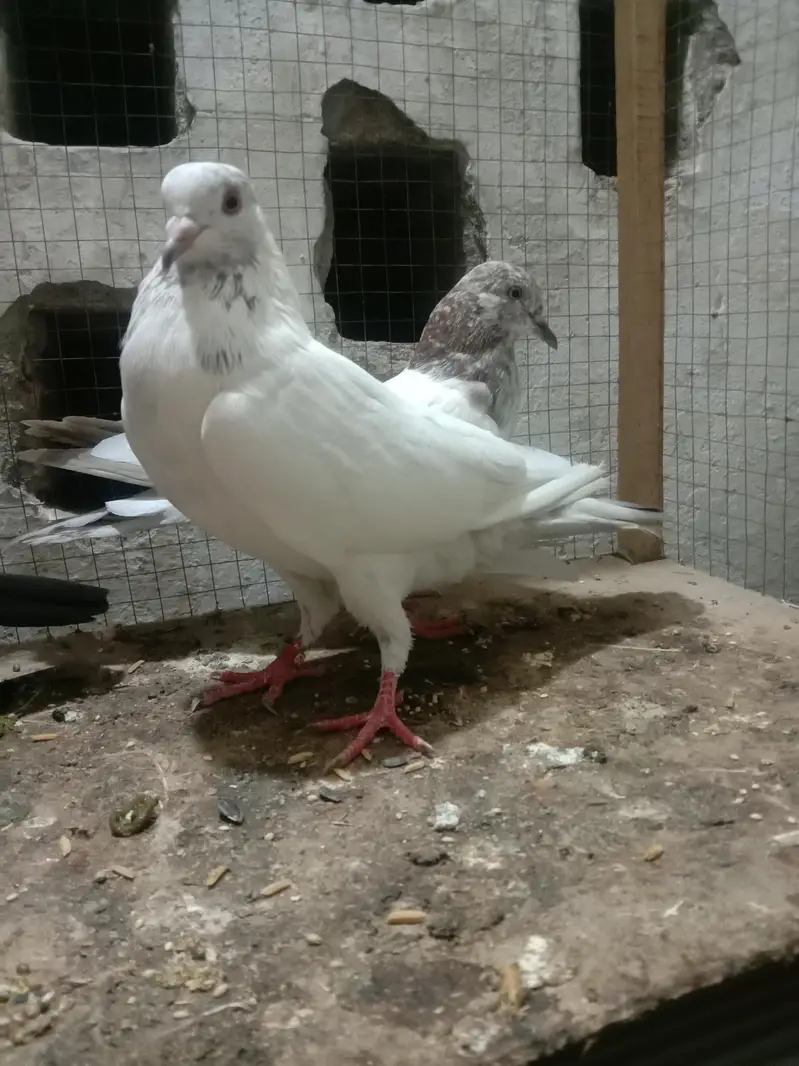 6 pigeon up for sale — photo 8