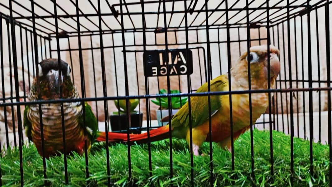Conure breeder pair 0