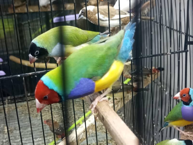 Conure breeder pair 5