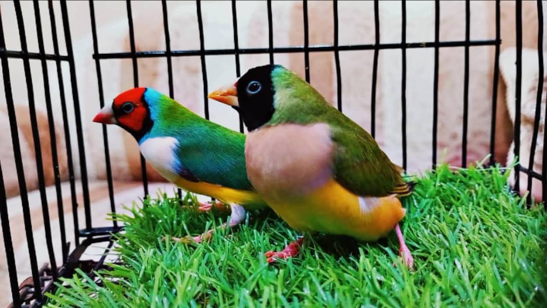 Conure breeder pair 6