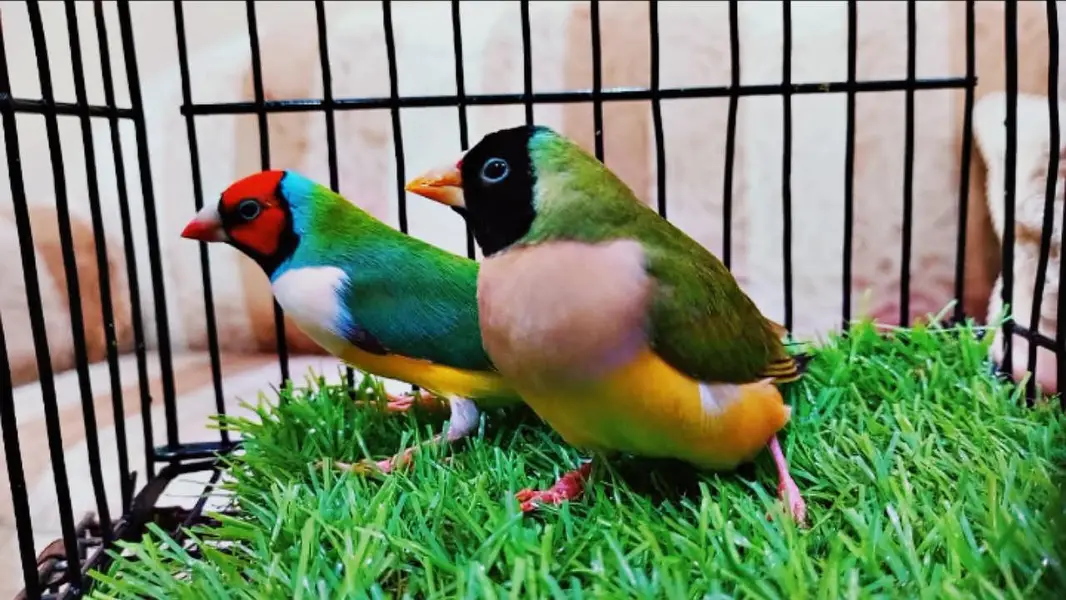 Conure breeder pair — photo 7