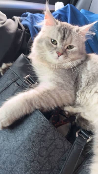 Persian cat for sale
