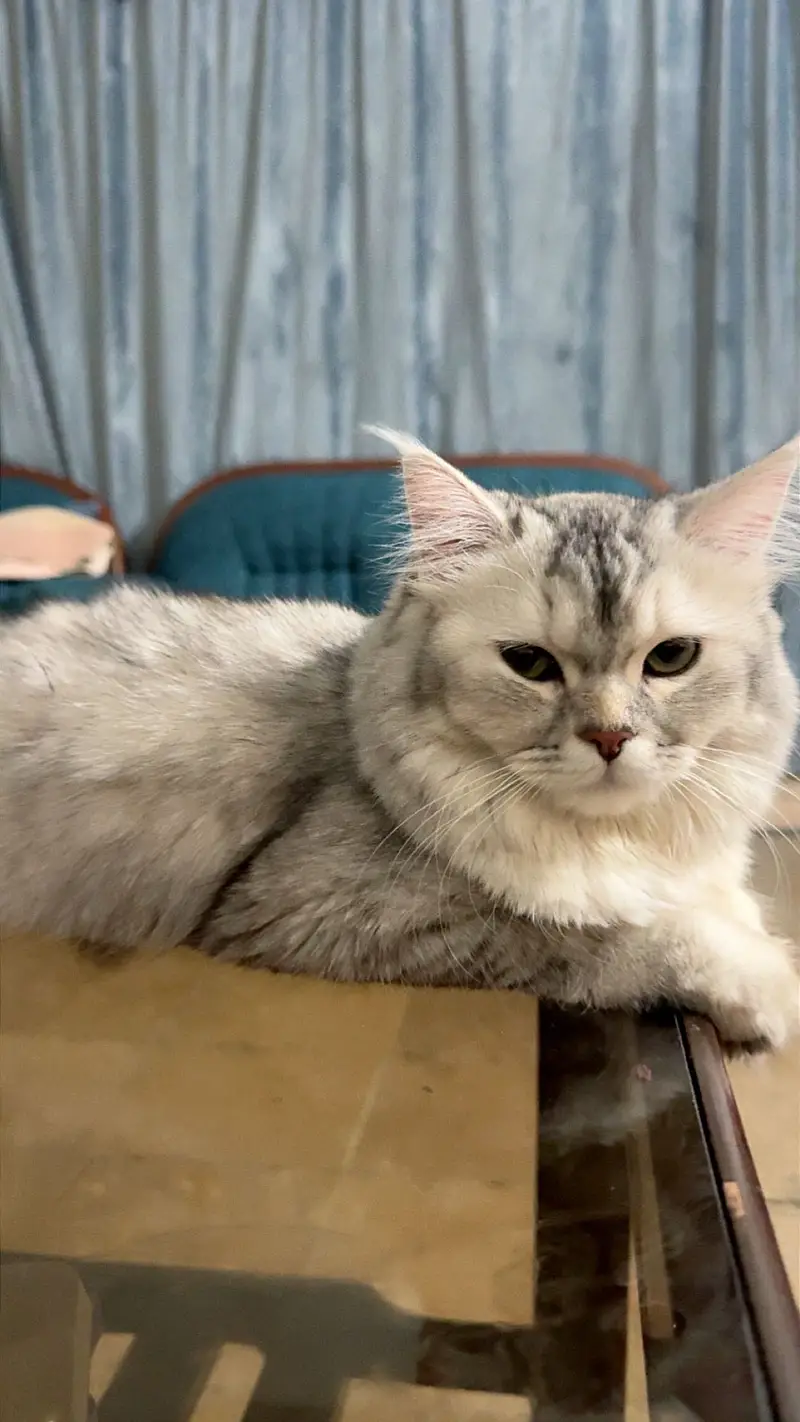 Persian cat for sale — photo 2