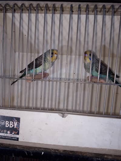 black wing pair possible siplt blak face rainbow baggies available