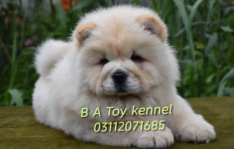 CHOW  CHOW PUPPY Available original picture