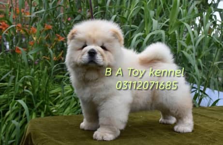 CHOW  CHOW PUPPY Available original picture