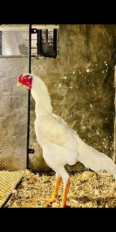 white German oshamoo