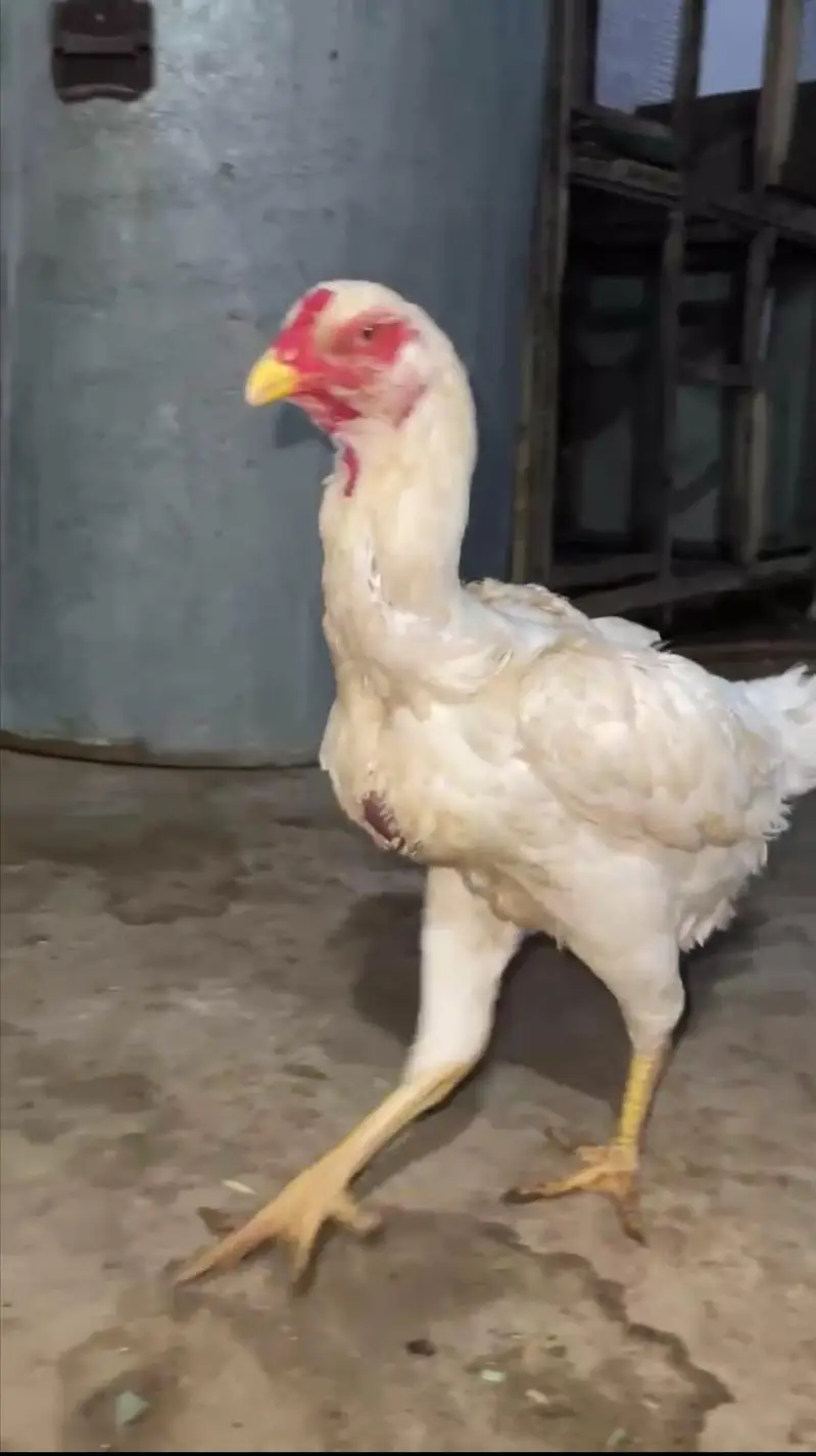 white German oshamoo — photo 2