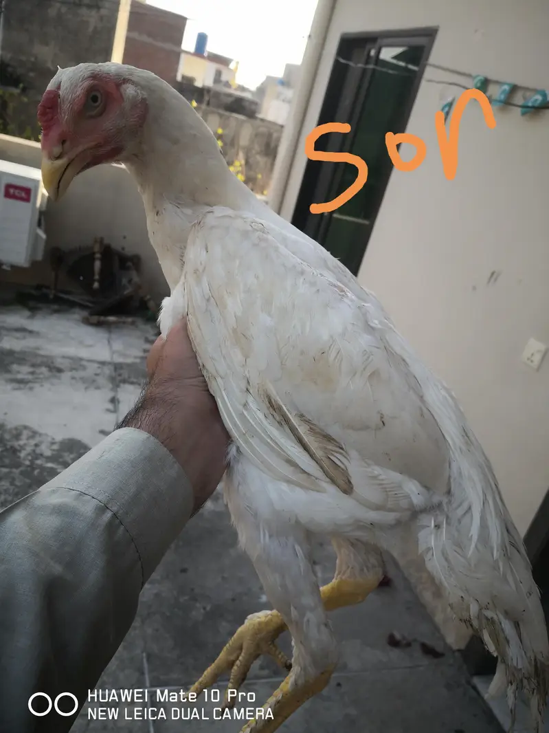 white German oshamoo — photo 3