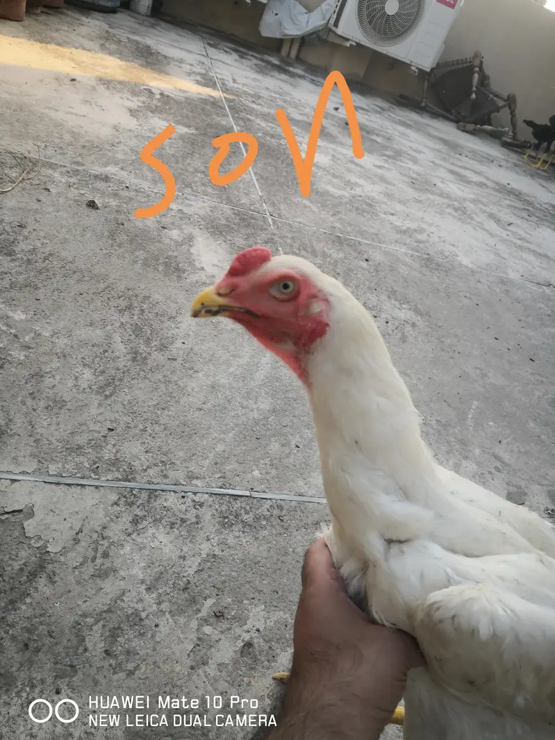 white German oshamoo — photo 4