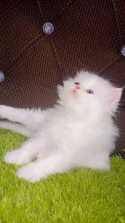 Persian kitten triple cot. for sale my WhatsApp:03463262710