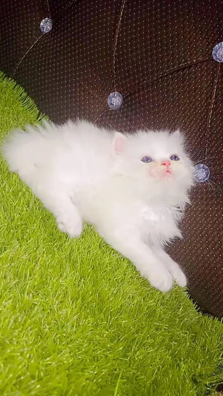 Persian kitten triple cot. for sale my WhatsApp:03463262710 — photo 2