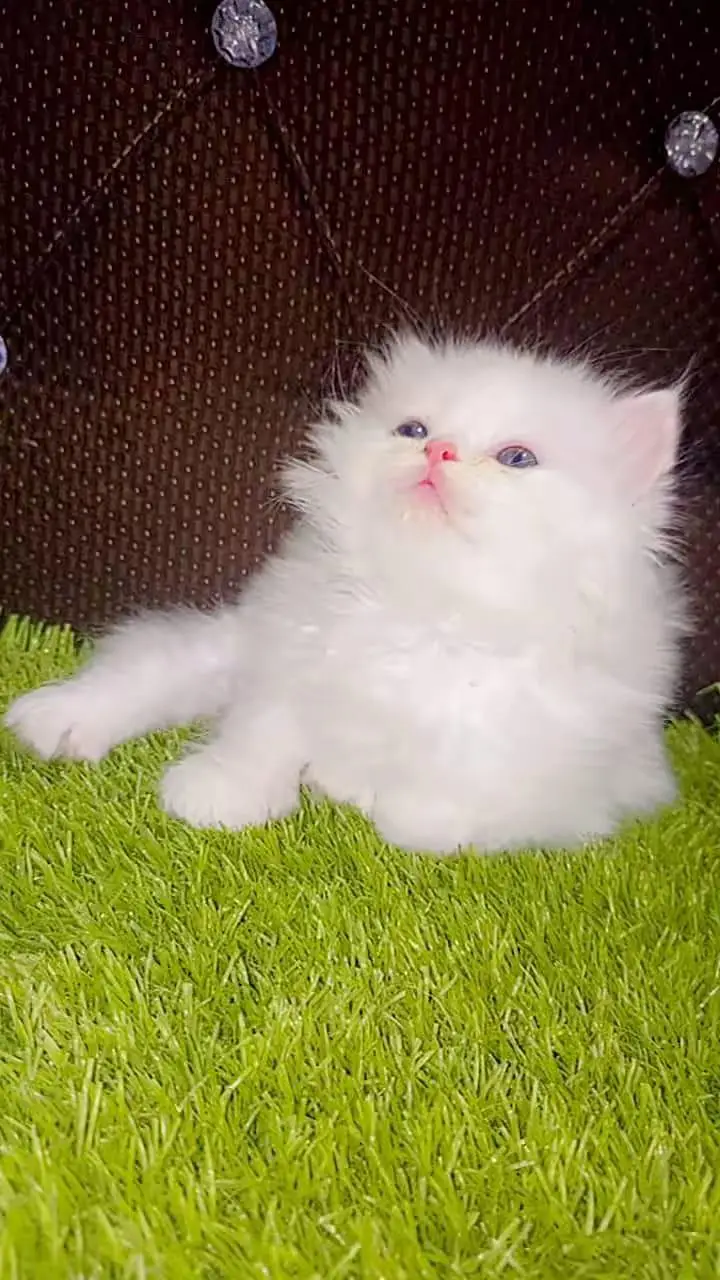 Persian kitten triple cot. for sale my WhatsApp:03463262710 — photo 3