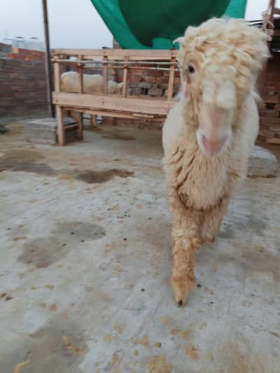 High Quality Mundra chahtra Male jori available for sale