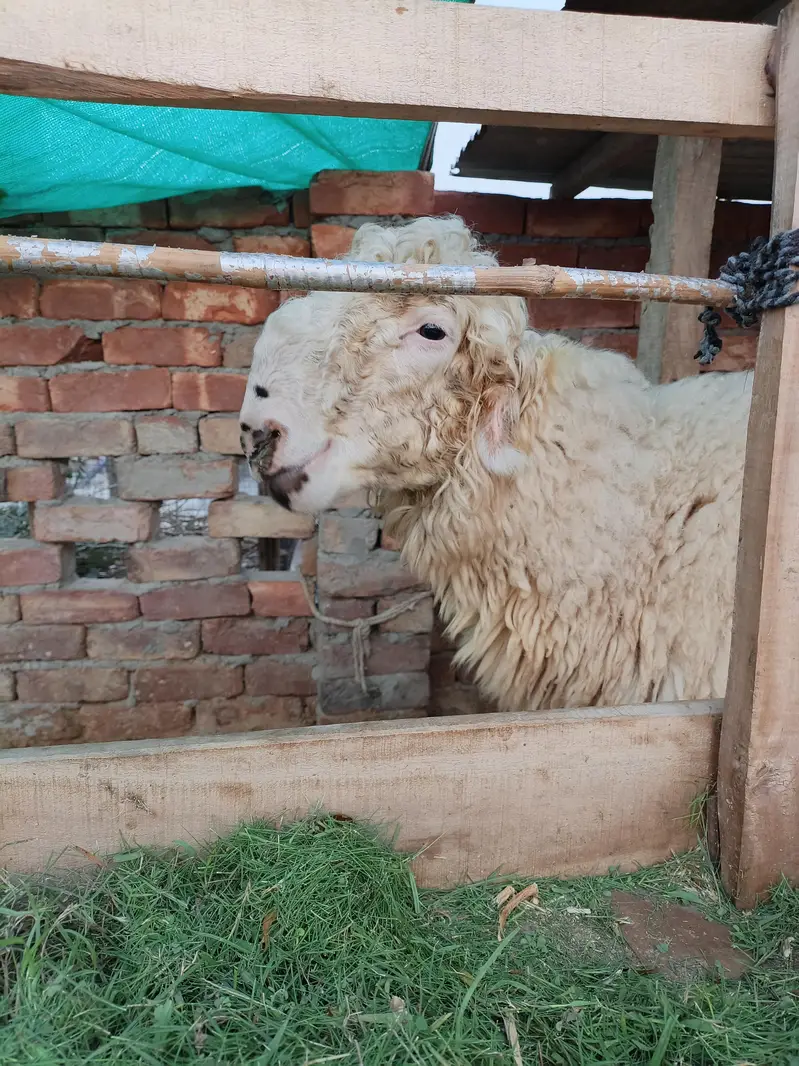 High Quality Mundra chahtra Male jori available for sale — photo 2