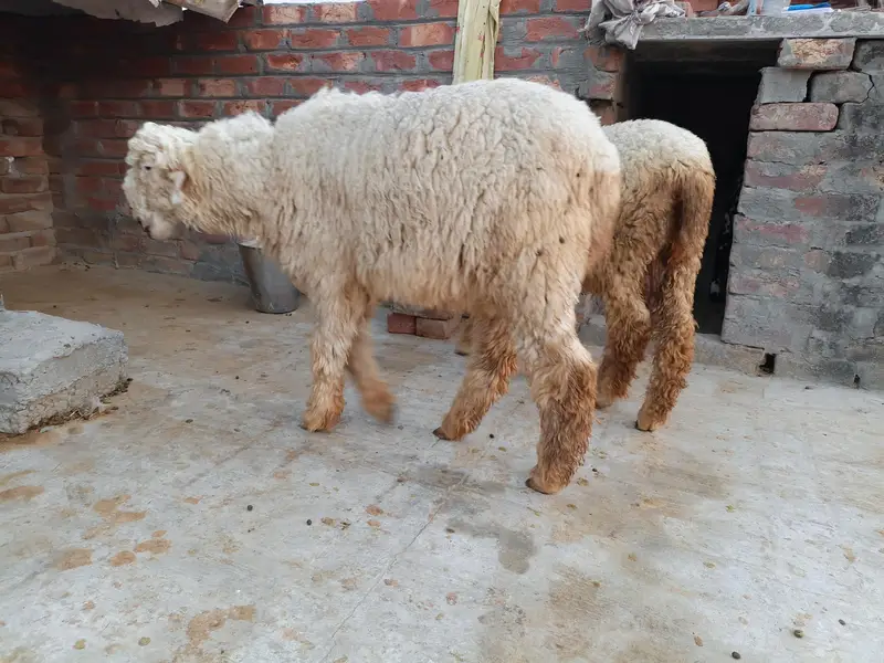 High Quality Mundra chahtra Male jori available for sale — photo 3
