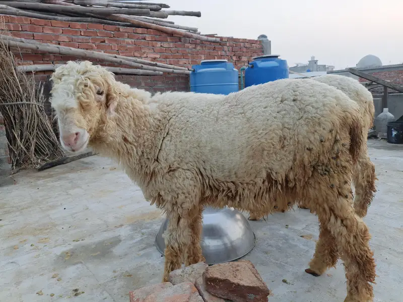 High Quality Mundra chahtra Male jori available for sale — photo 4
