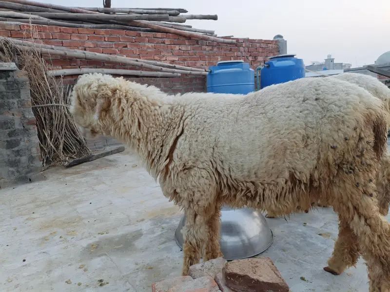High Quality Mundra chahtra Male jori available for sale — photo 5