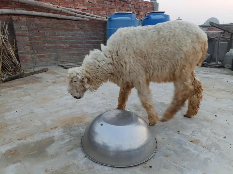 High Quality Mundra chahtra Male jori available for sale — photo 6