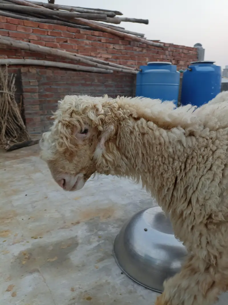 High Quality Mundra chahtra Male jori available for sale — photo 7