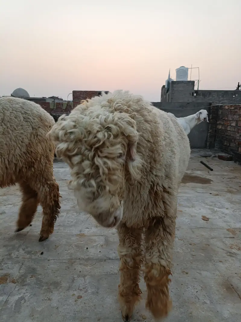 High Quality Mundra chahtra Male jori available for sale — photo 8