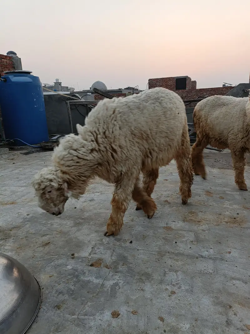 High Quality Mundra chahtra Male jori available for sale — photo 9