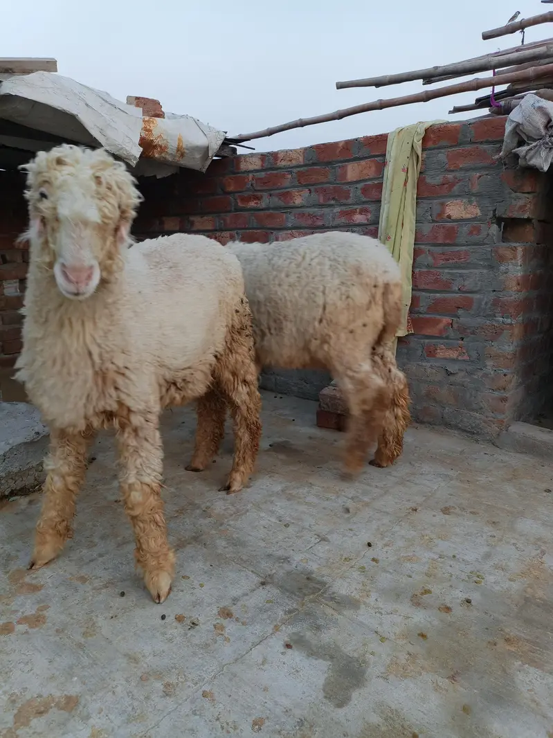 High Quality Mundra chahtra Male jori available for sale — photo 10