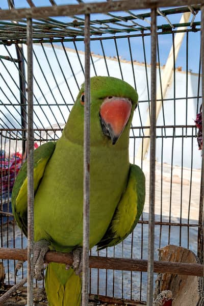 Tota for sale