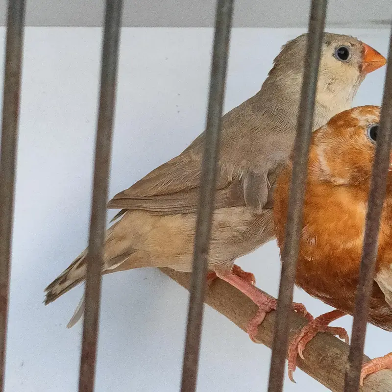 full orange, cutthroat, parson