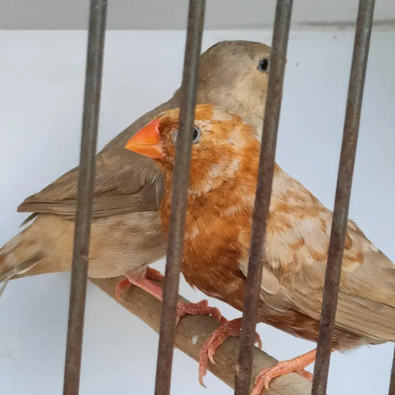 full orange, cutthroat, parson — photo 2