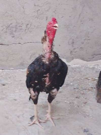 aseel murga Faisalabad mein hai