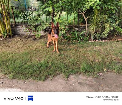 Top quality KCP pink pedigree GSDCP German Shepherd male pup