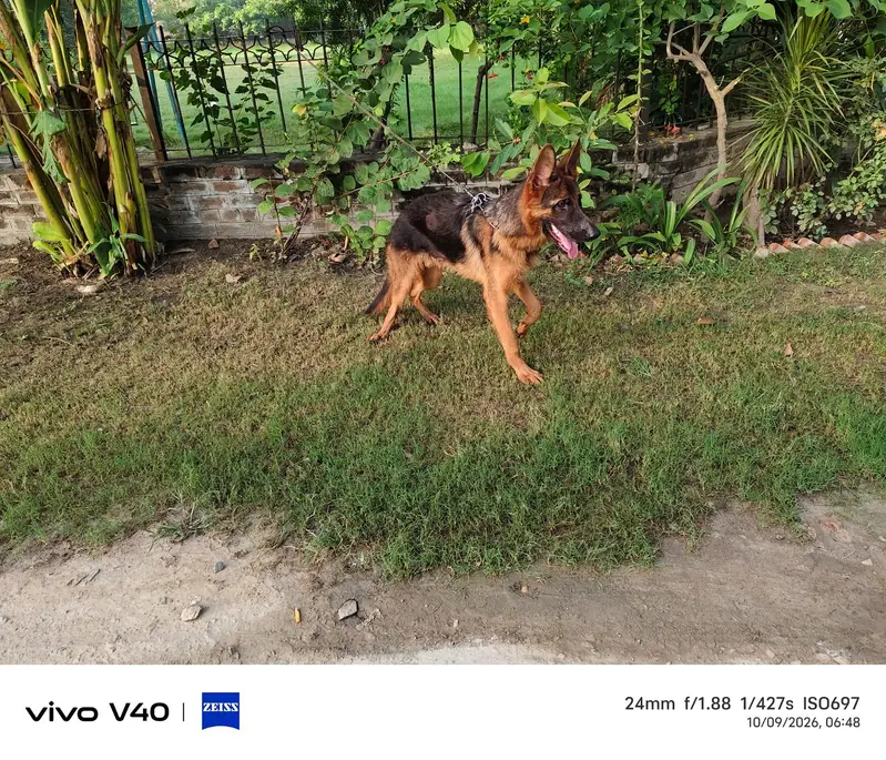 Top quality KCP pink pedigree GSDCP German Shepherd male pup — photo 2