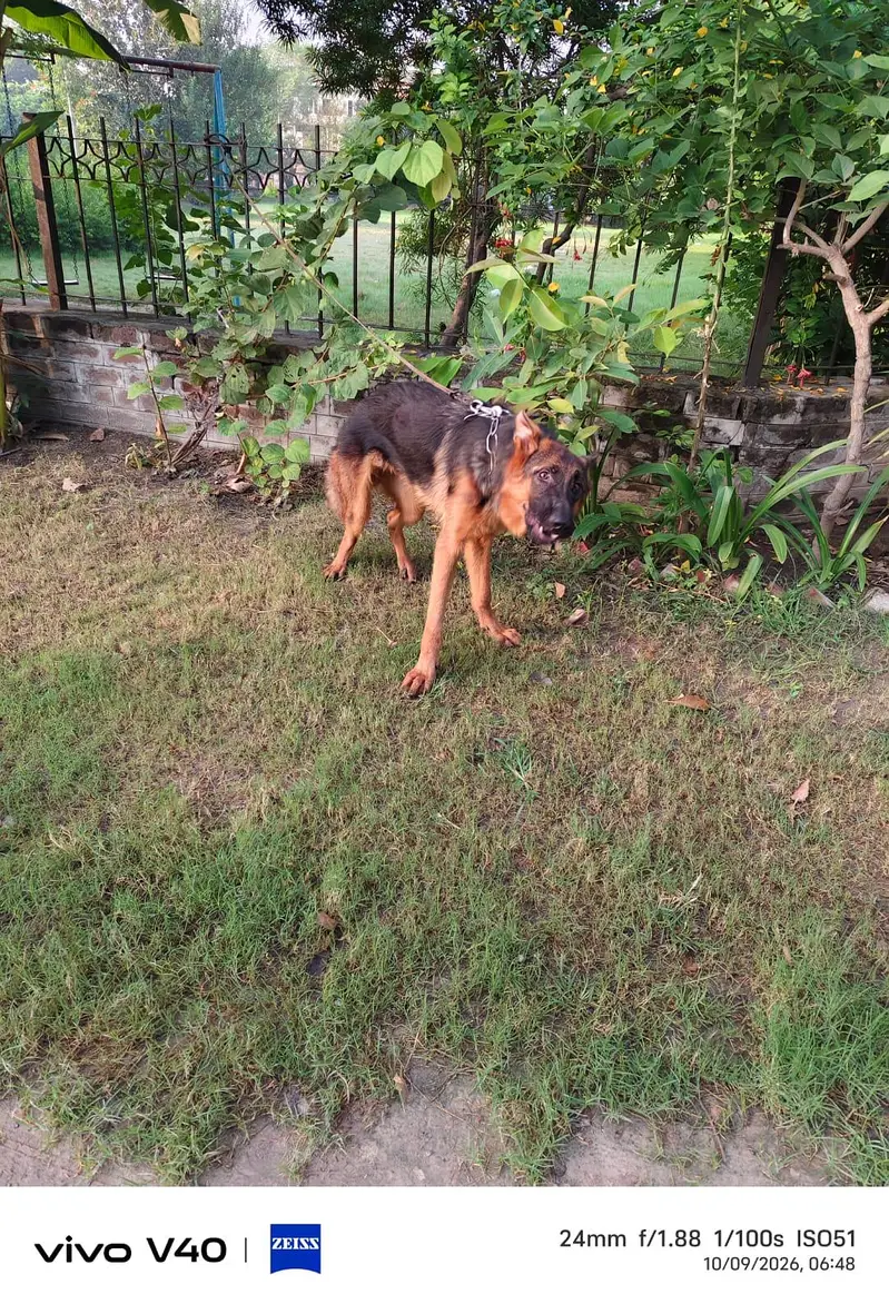 Top quality KCP pink pedigree GSDCP German Shepherd male pup — photo 3