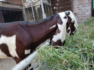 Nagri Goat