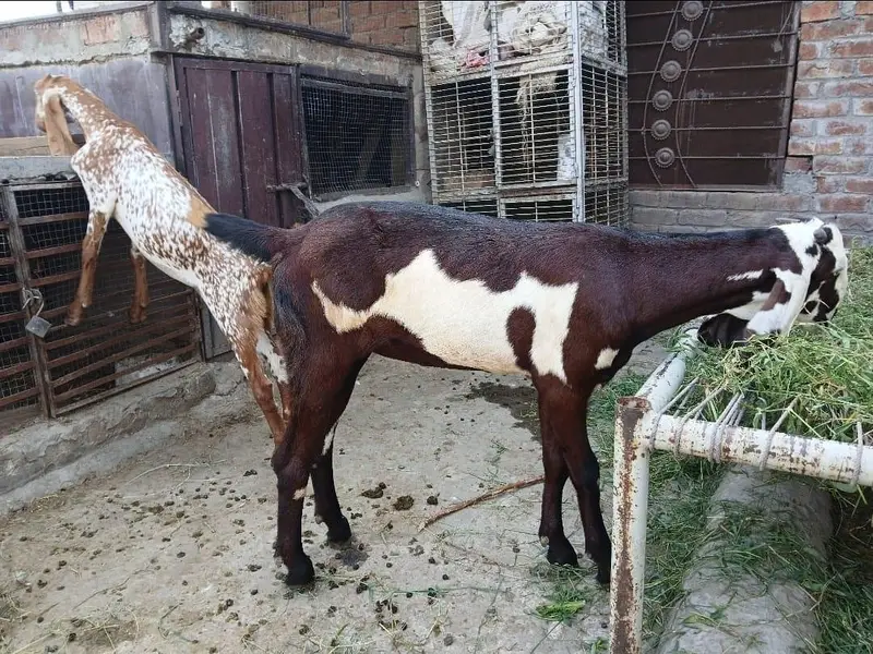 Nagri Goat — photo 2