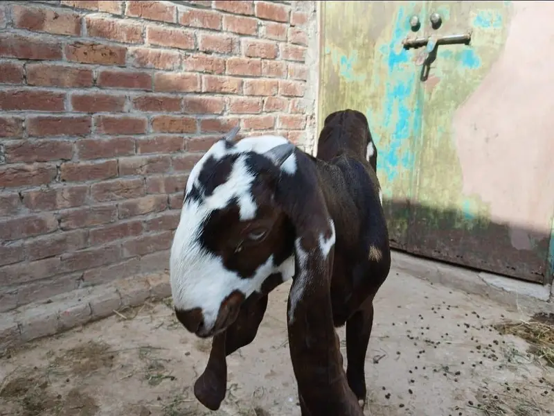 Nagri Goat — photo 3