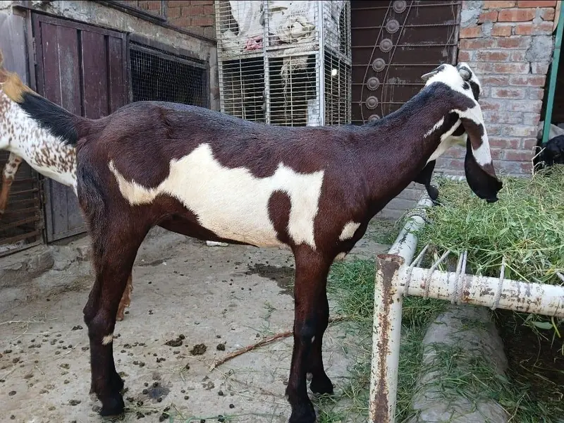 Nagri Goat — photo 4