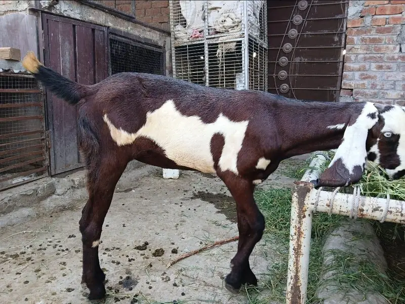 Nagri Goat — photo 5