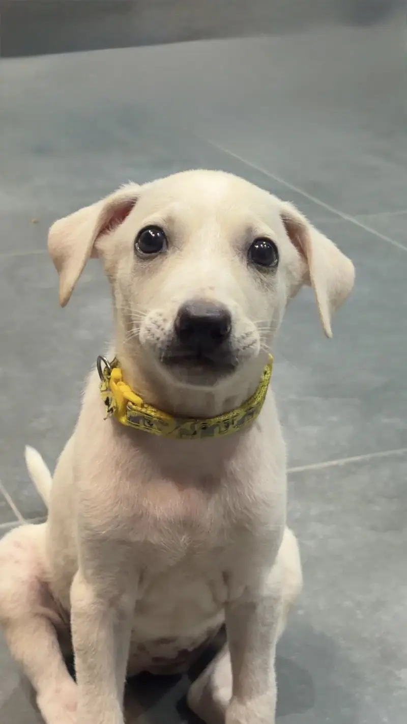 Labrador Puppy — photo 2