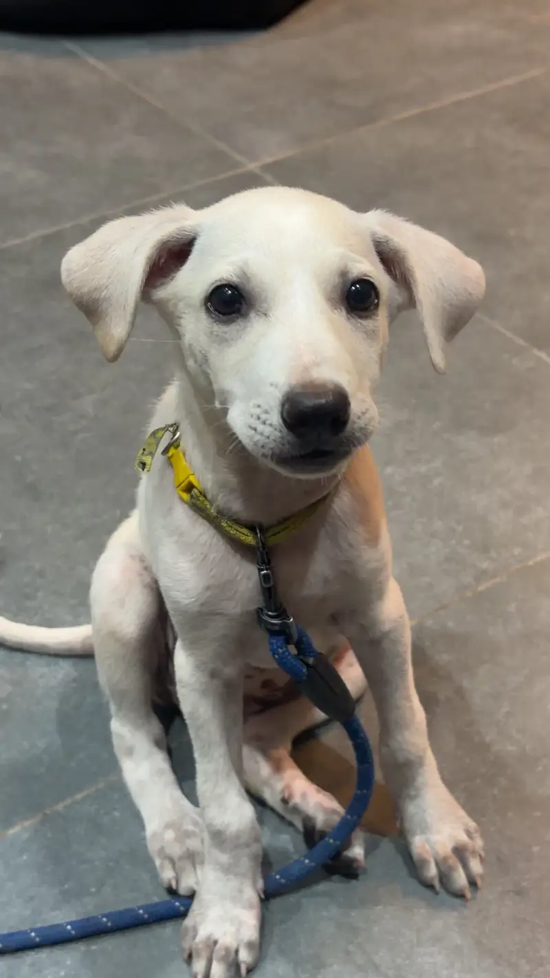 Labrador Puppy — photo 3