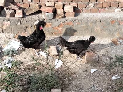 silkie trio set(1male2females) and black polish pair