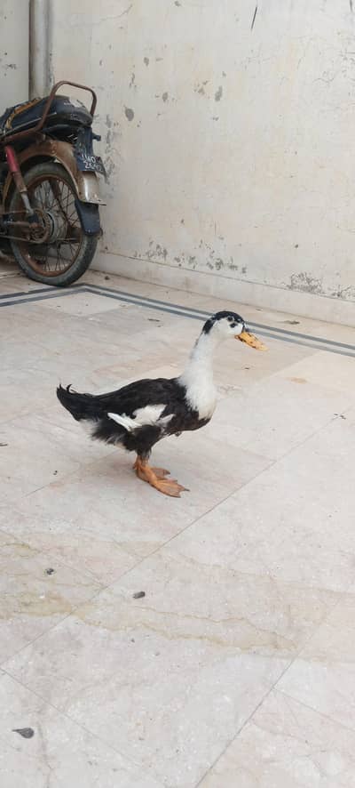 duck pair for sale