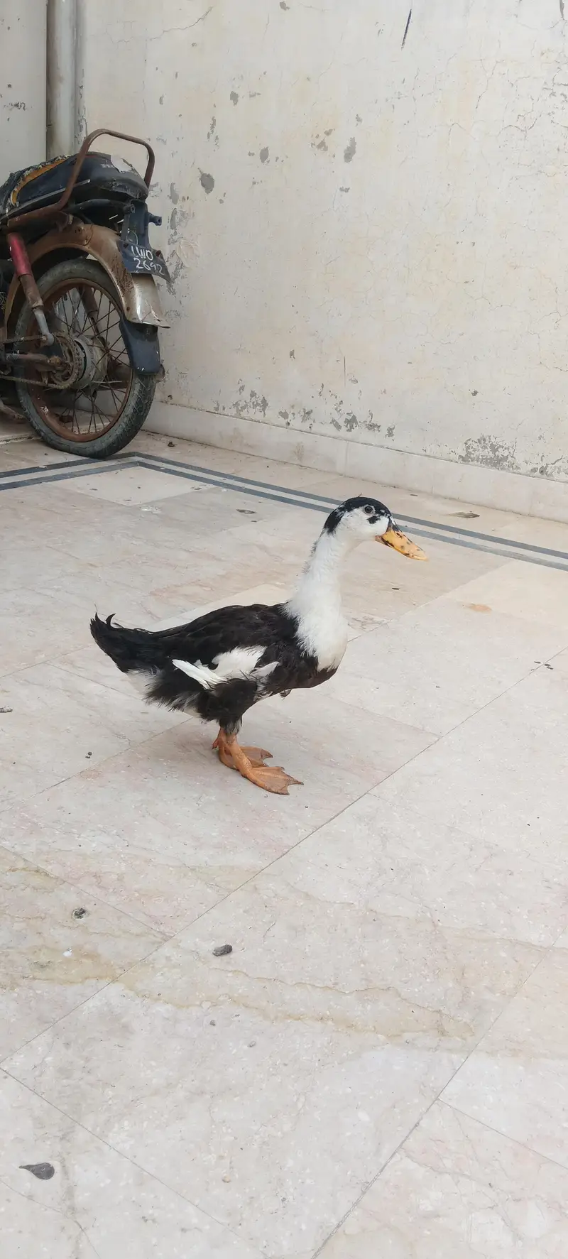 duck pair for sale