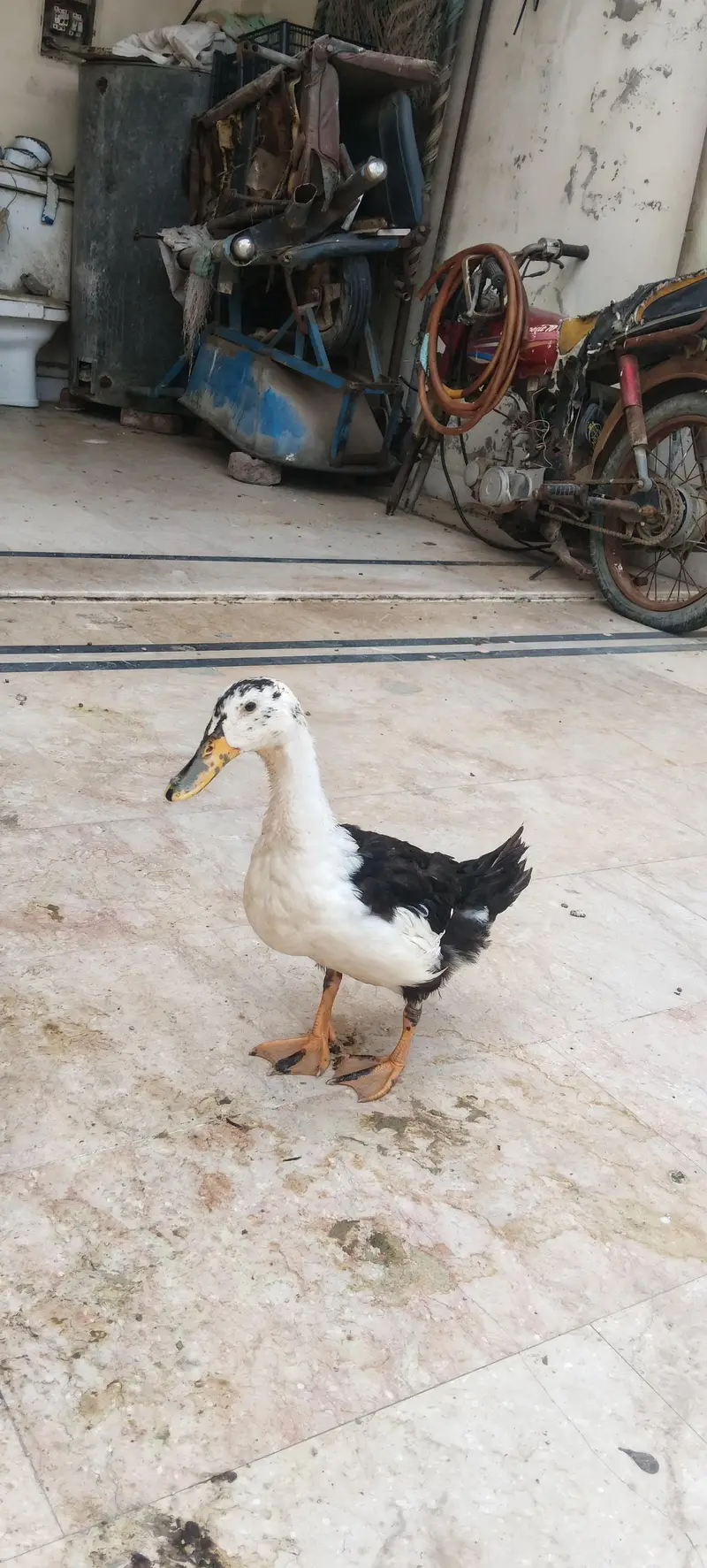 duck pair for sale — photo 2