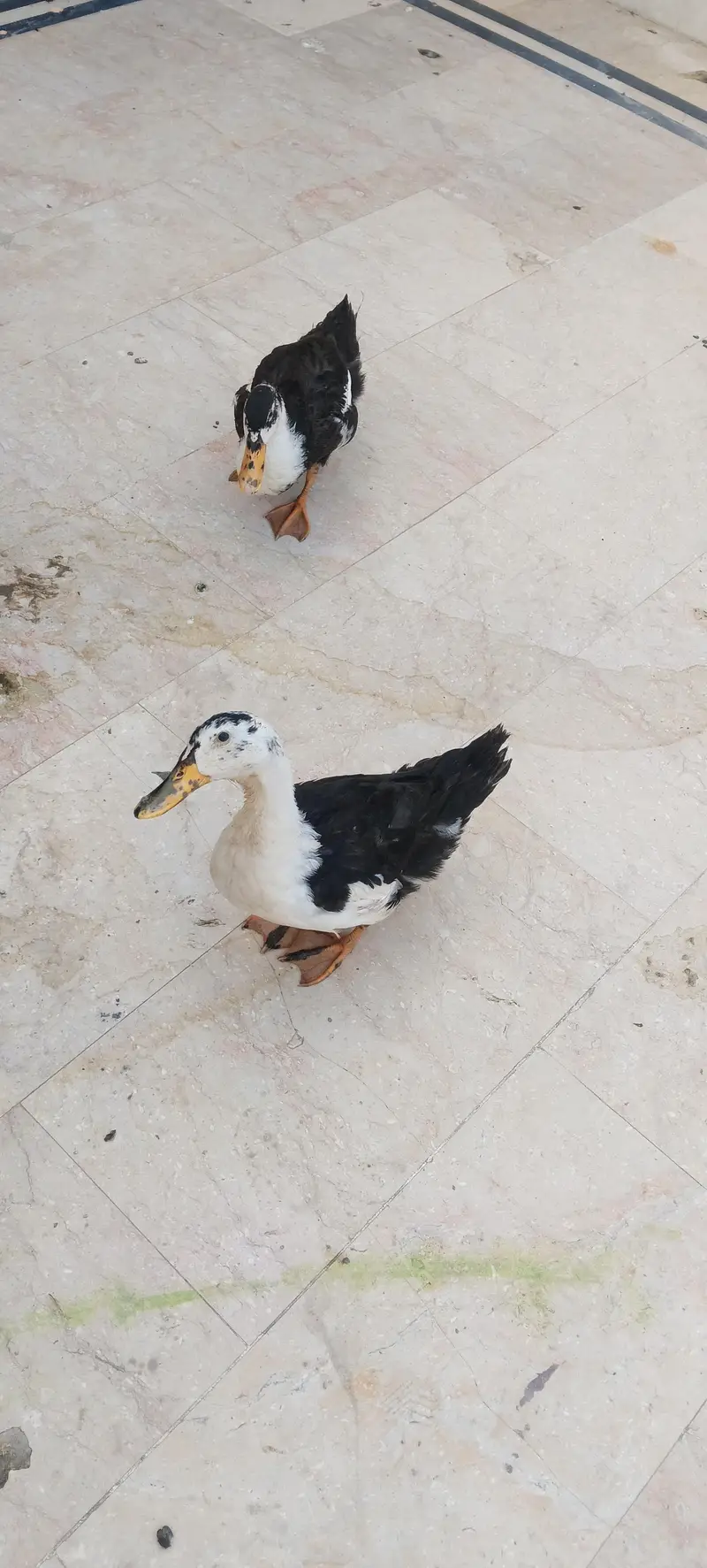 duck pair for sale — photo 4