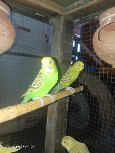 Australian parrot breeder pair