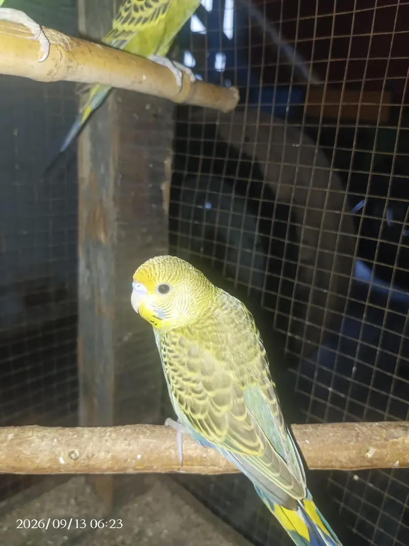 Australian parrot breeder pair — photo 2