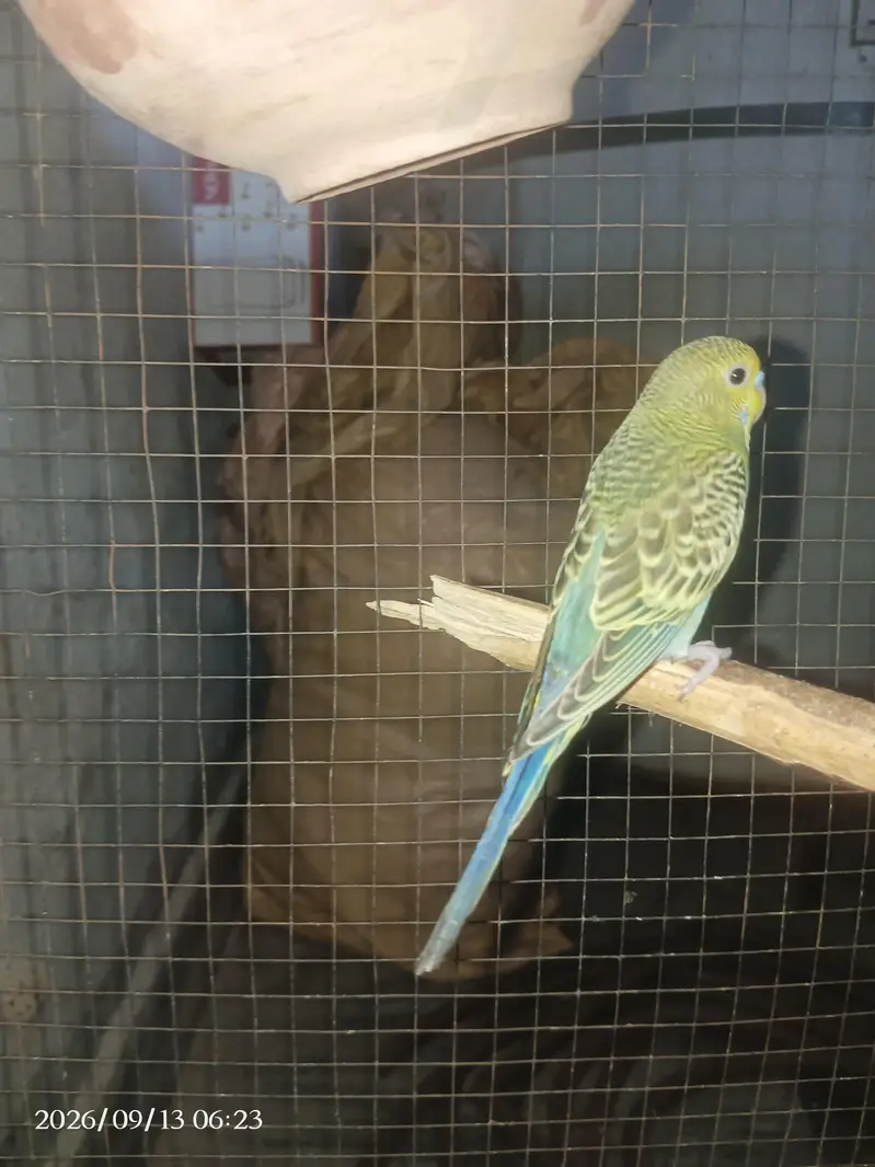 Australian parrot breeder pair — photo 3